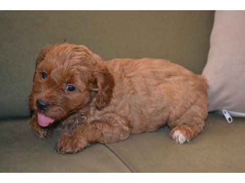 2 aylık teslime hazır 3 erkek 3 dişi maltipoo