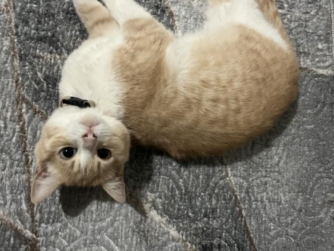 Kedimiz fındık ev arıyor