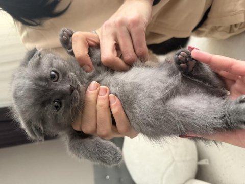 Yavru kedilerimiz yeni yuvasına gitmeye hazır