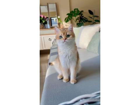 Muhteşem safkan british shorthair çocuklar