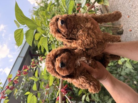 Toy poodle red yavrular