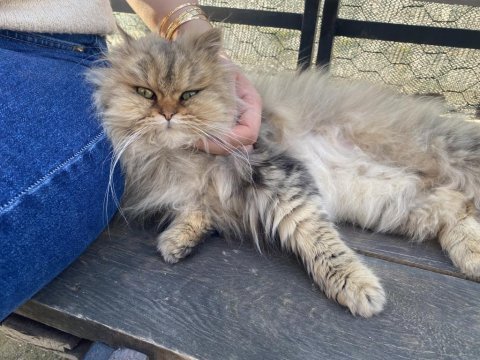 İran chinchilla bolu merkez aciliyeti vardır