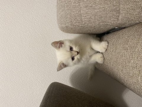 Golden point british shorthair yavruma yuva