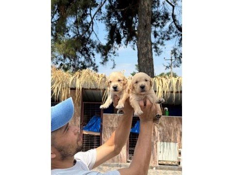 Golden retriever yavrularımız
