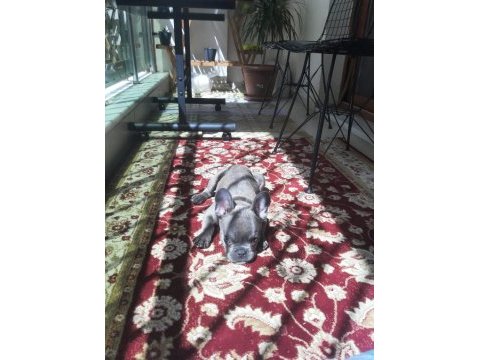 Sahiplendirmek üzere 7 aylık french bulldog