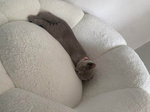 British shorthair yavrumuz yeni yuvasını arıyor