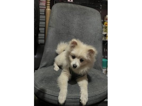 Pomeranian spitz 5 aylık erkek