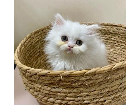 Son dişi erkek kartopu kedi yavrularımız