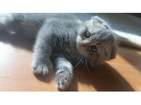 Güzel scottish fold kızım