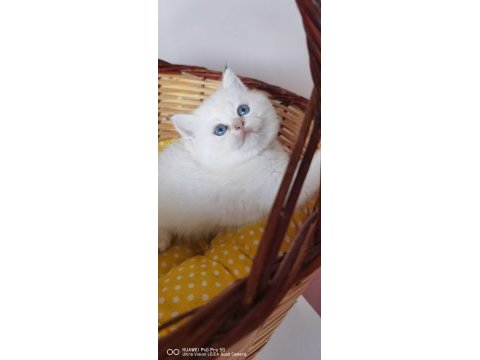 British shorthair ve longhair insan canlısı bebekler