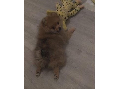 Pomeranian tilki surat pomeranian kızım