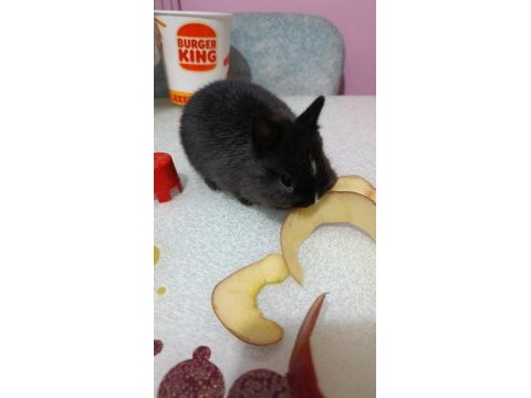 Safkan black silver cüce tavşan yavrular