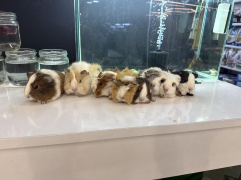 Ginepig yavruları gelmı̇ştir citypetshop