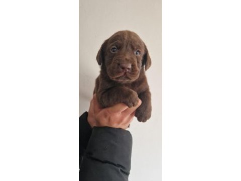 Labrador yavrularımız