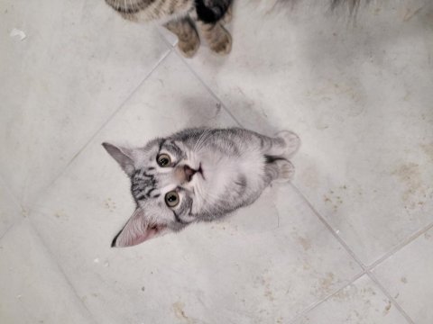 Evcil tekir hayvanlarımızı sahiplendirme