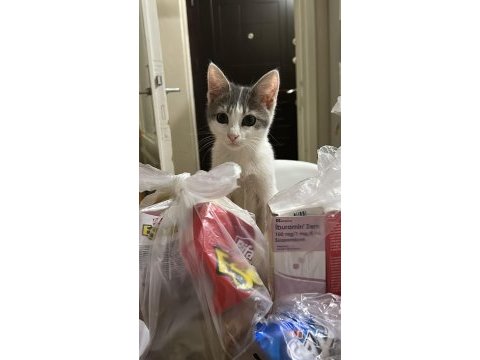 5 aylık yavru tuvalet eğitimi var ısırmaz tırmalamaz