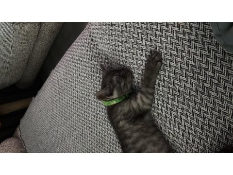 Black smoke british shorthair