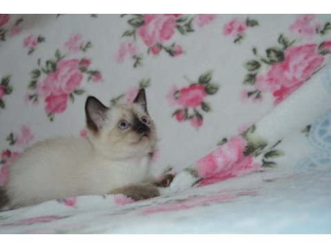Siyam kedisi kardeşler
