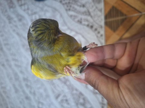 Gloster çift kanarya