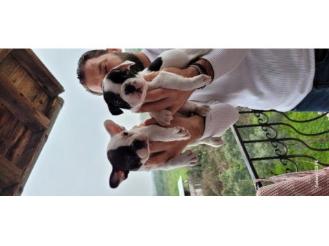 Safkan french bulldog yavruları