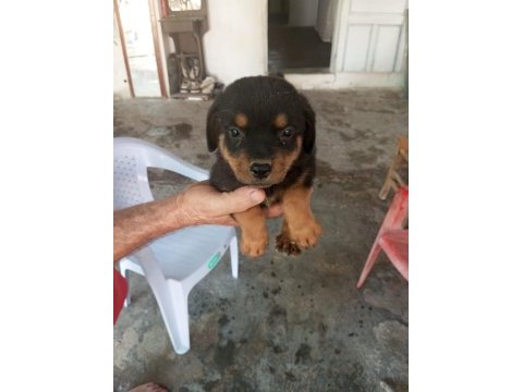 Dişi rottweiler yavrularımız yeni yuvasını arıyor
