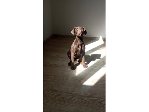 Doberman kızıl yavru