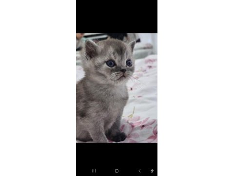 Safkan british shorthair kardeşler