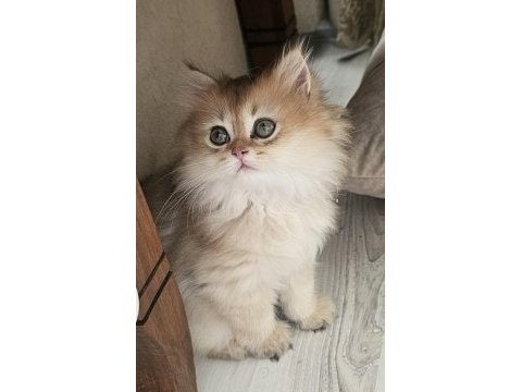 Safkan anne ve babadan british longhair
