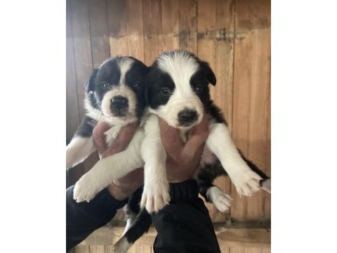 Border collie zeka küpü pofuduk köpekler