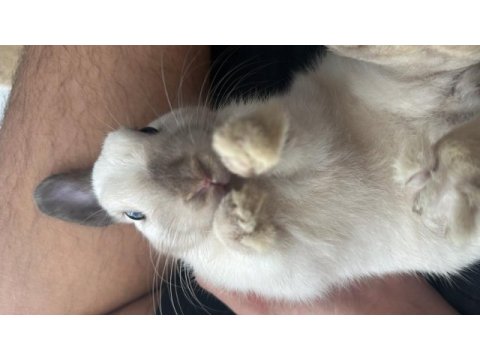 6 aylık cüce tavşan iyi bakabilecek bir aileye