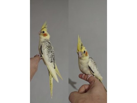 [güncel] evcil-bilezikli sultan papağanı yavruları