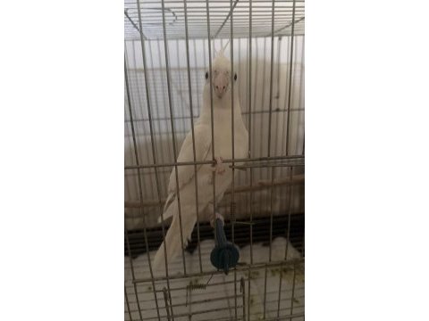 3 aylık erkek sultan papağanı