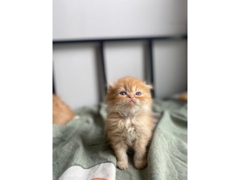 Golden scottish fold yavrular