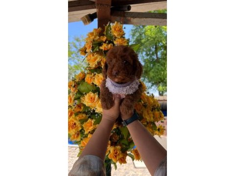 Toy poodle yavru köpeklerimiz