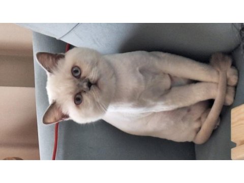 8 aylık kısırlaştırılmış safkan british shorthair