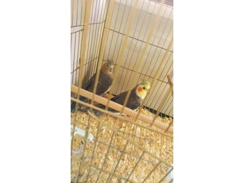 Yavruya hazır çift sultan kızgınlık yumurtası geldi