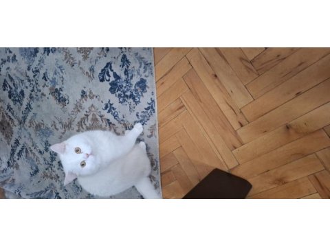 British shorthair kedimiz sahiplendirilecektir