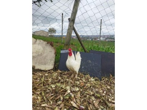 Tindet yumurtalar durumda ve ispeç horoz öter eşler dur
