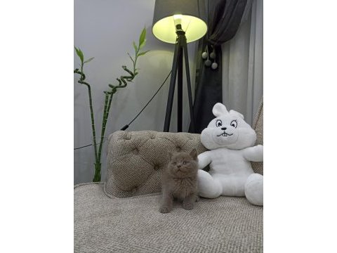 Top surat oyuncak gibi lilac british shorthair yavrular