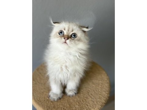 Scottish fold longhair