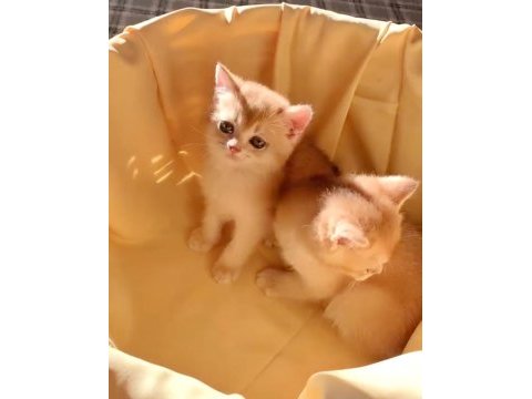 British shorthair golden ny 12 yavrular