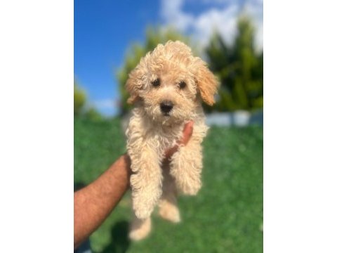 Baldan tatlı terrier yavrumuz