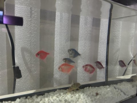 Neon tetra balığı akvaryumu
