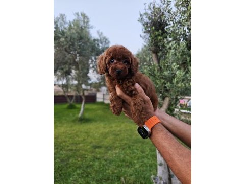 Poodle bizim işimiz