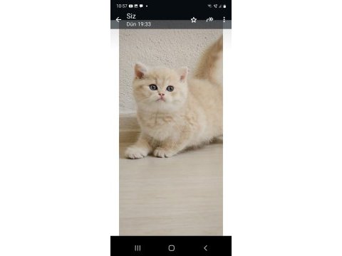 British shorthair erkek cy24