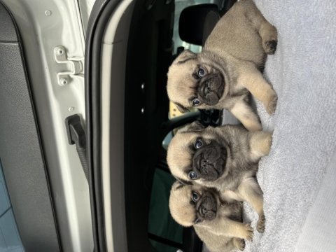 Denizli pug yavrular ırk ve sağlık garantili