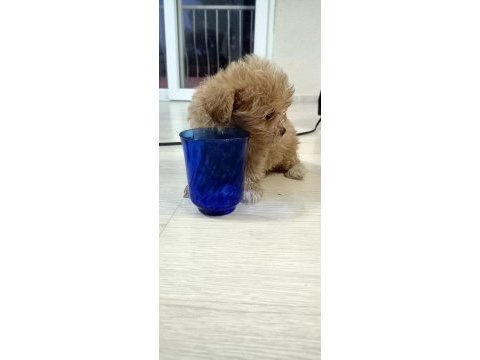 Dişi sıfır burun maltipoo