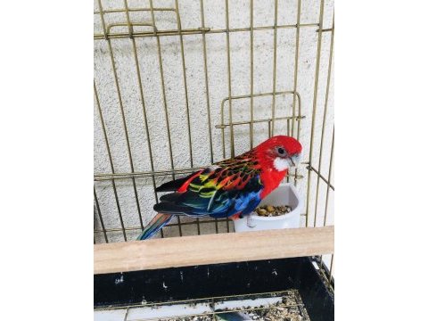 Hazır ele kola alışık rozella papağanı ısırması falan yok