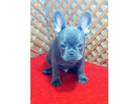 Blue quad erkek french bulldog yavrumuz izmir