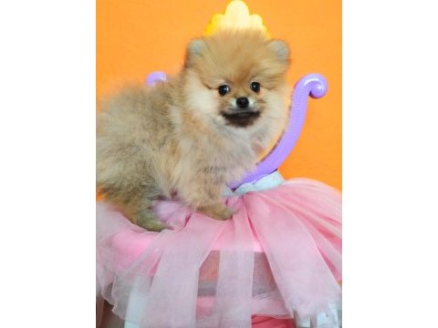 İzmirde ayı surat orjinal pomeranian boo yavruları